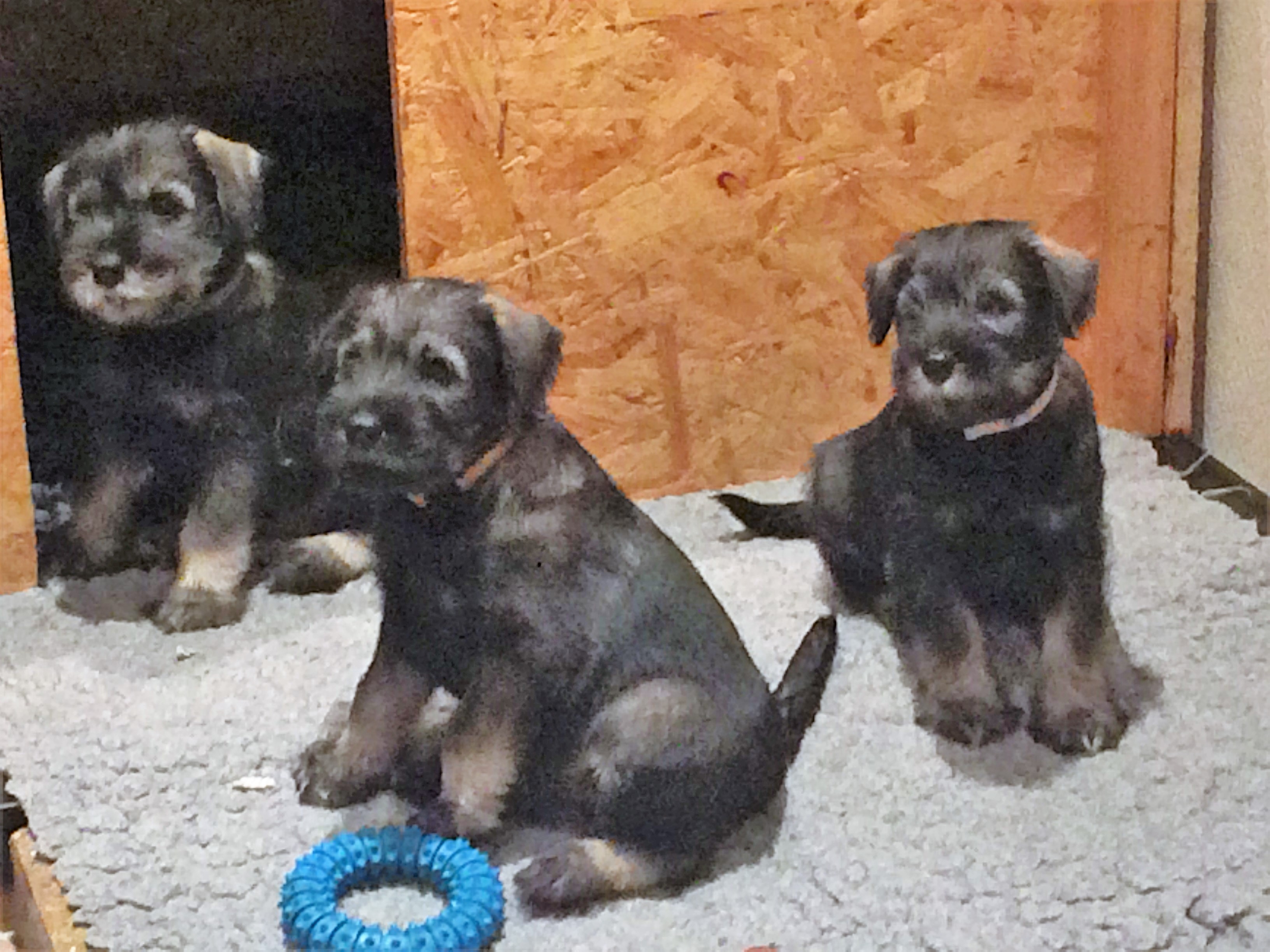 Mittelschnauzer warten
