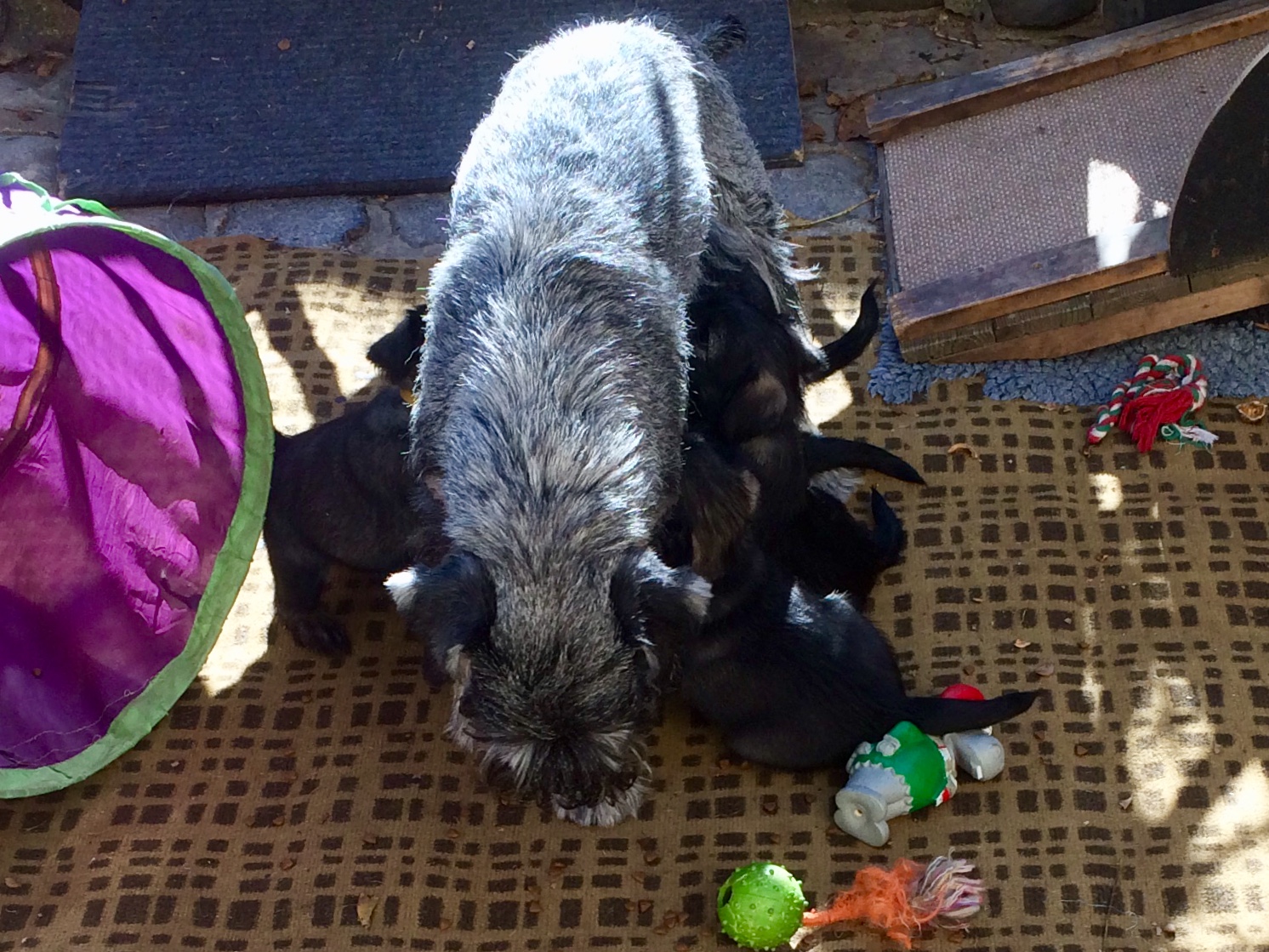 Schnauzer Familie 6. Woche (1)