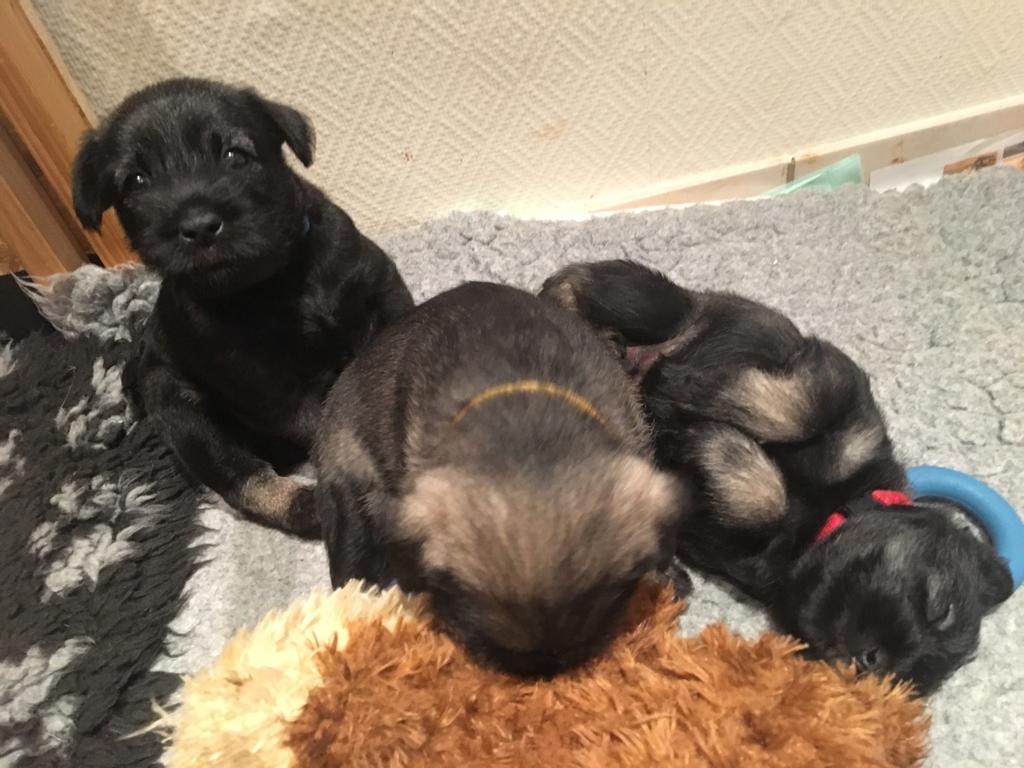 Schnauzer J-Wurf