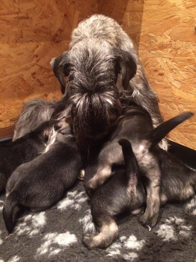 Schnauzer J Wurf (2)
