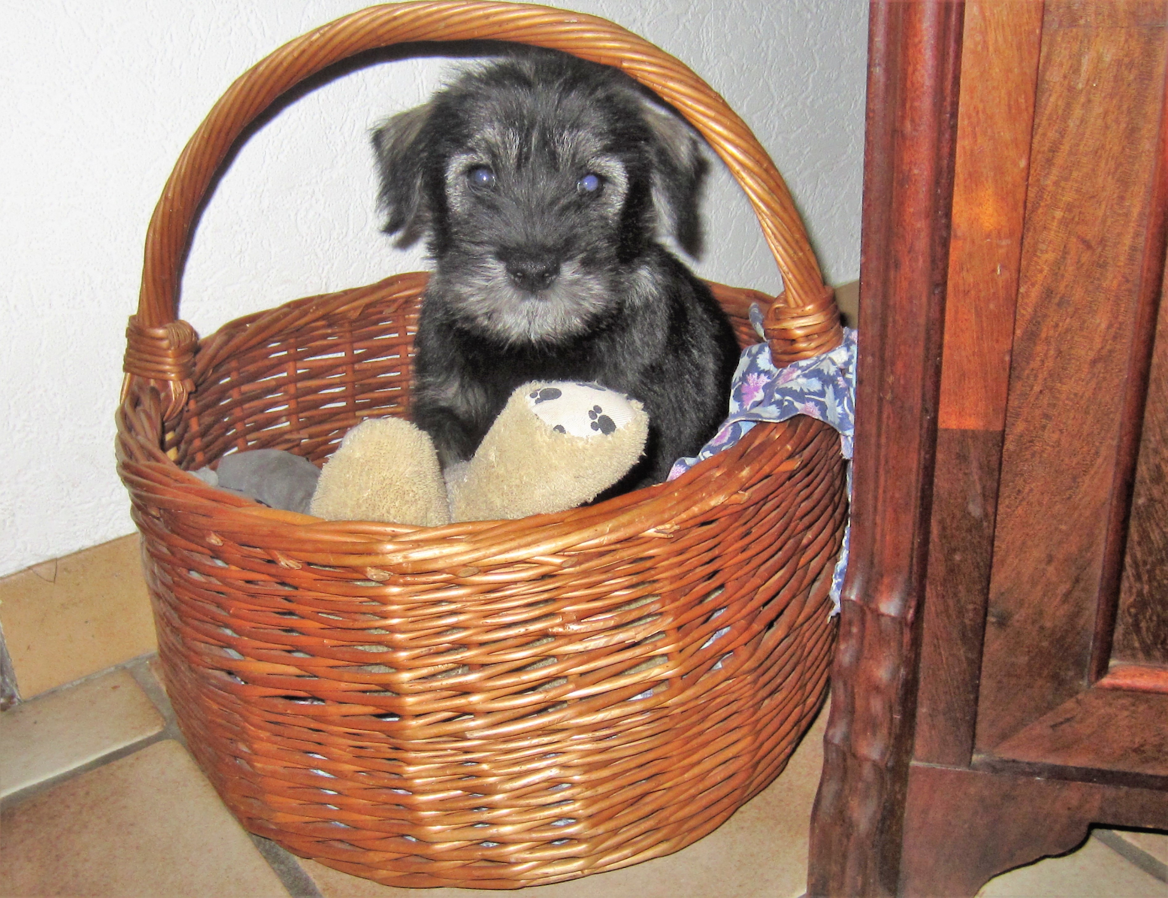 Schnauzer Welpe pfeffer salz 6.Woche
