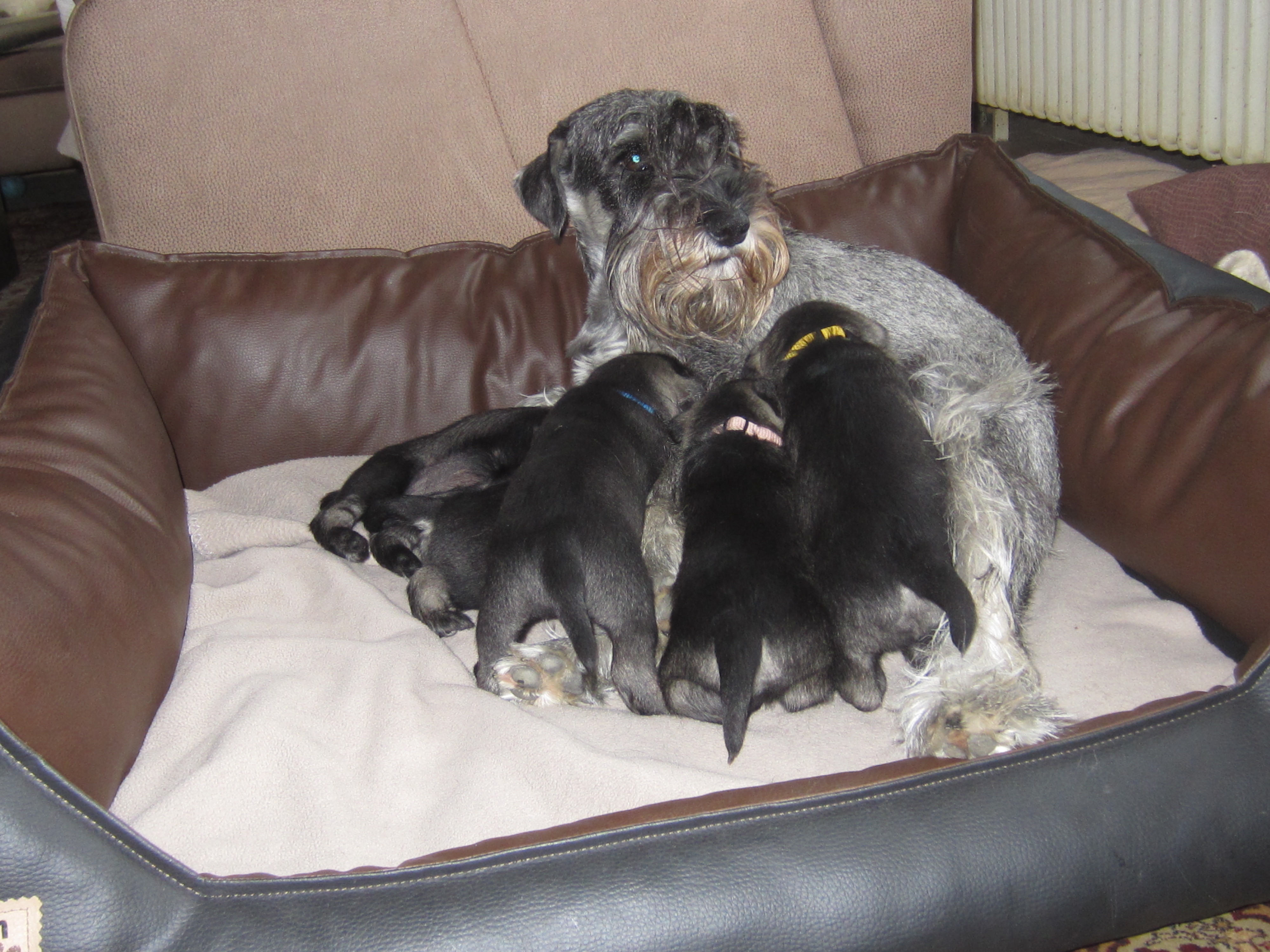 Schnauzer Welpen Woche 3