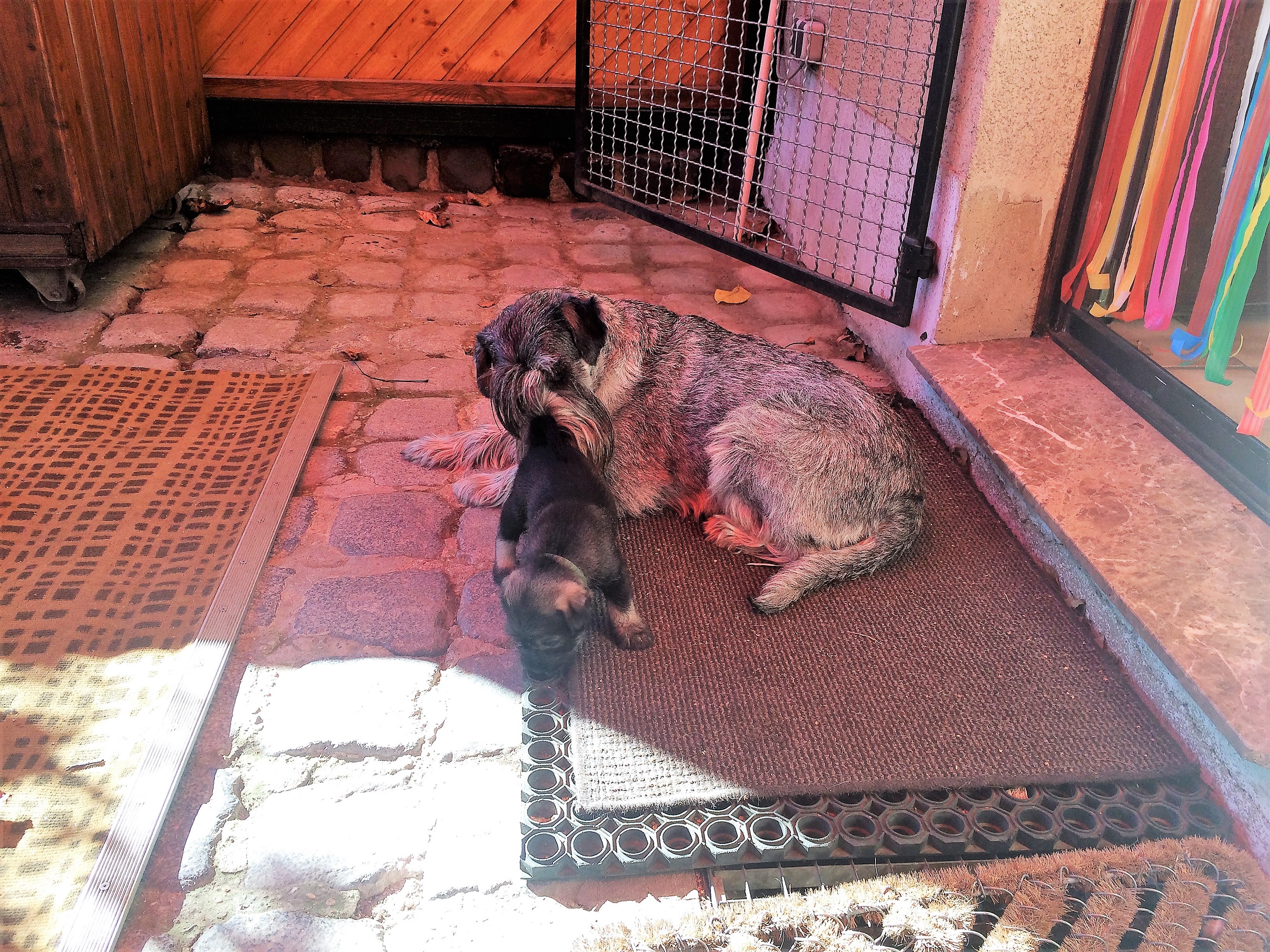 Schnauzer j Wurf (3)