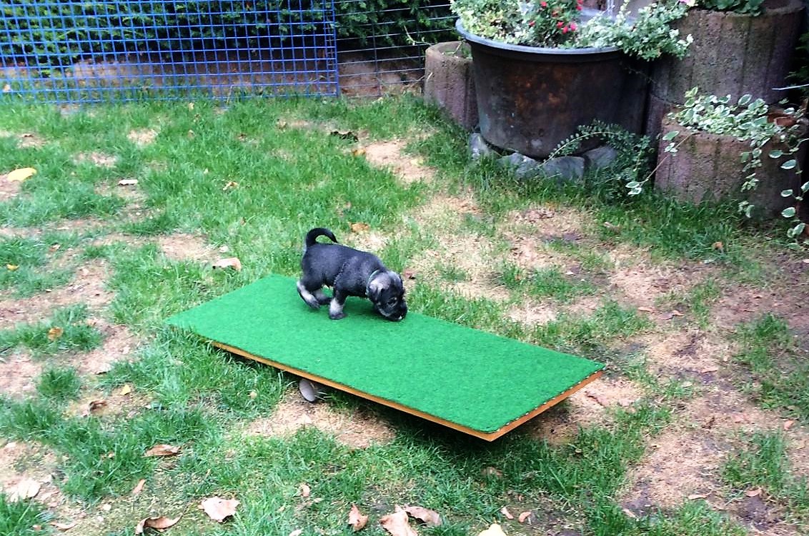 Schnauzerwelpe entdeckt den Sport