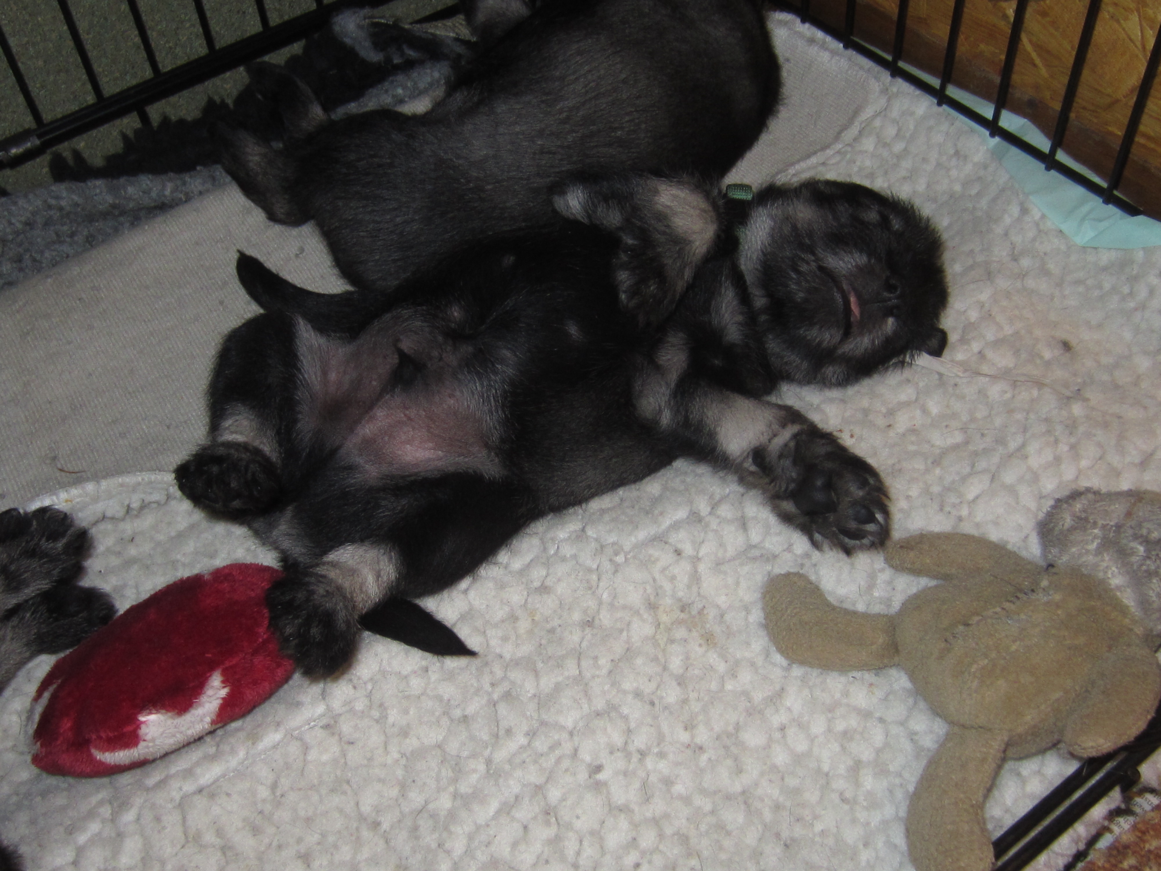 Schnauzerwelpe pfeffersalz