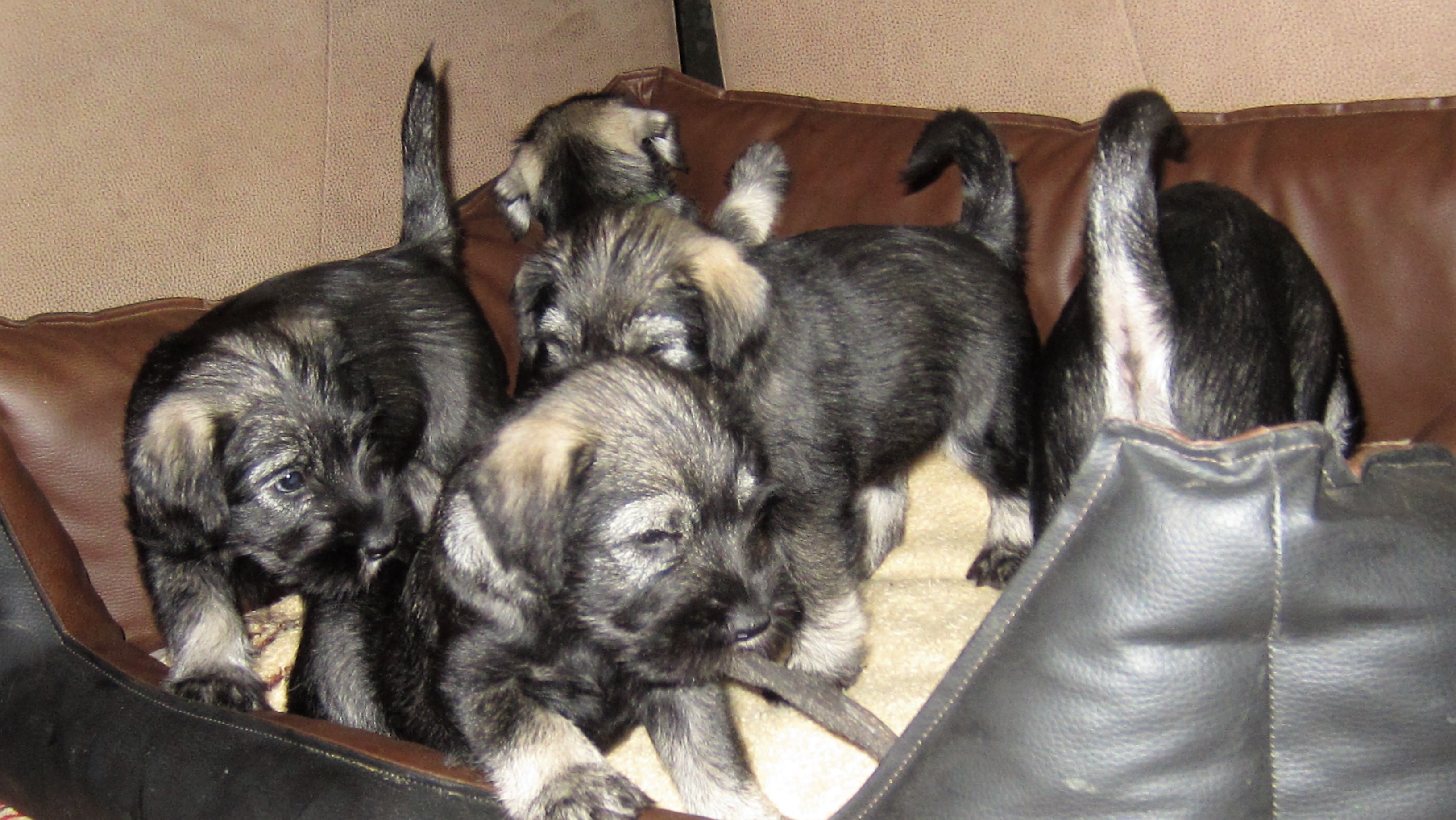 Schnauzerwelpen 6. Woche