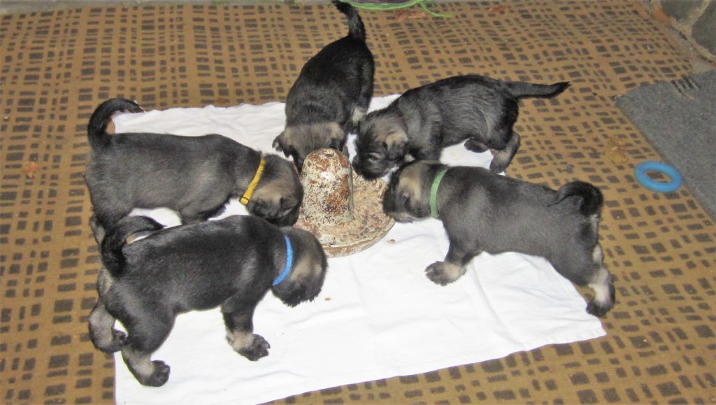 Schnauzerwelpen fressen
