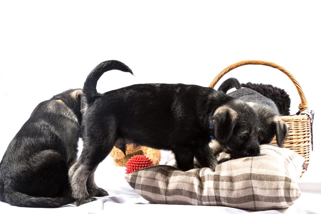 Mittelschnauzer Jako
