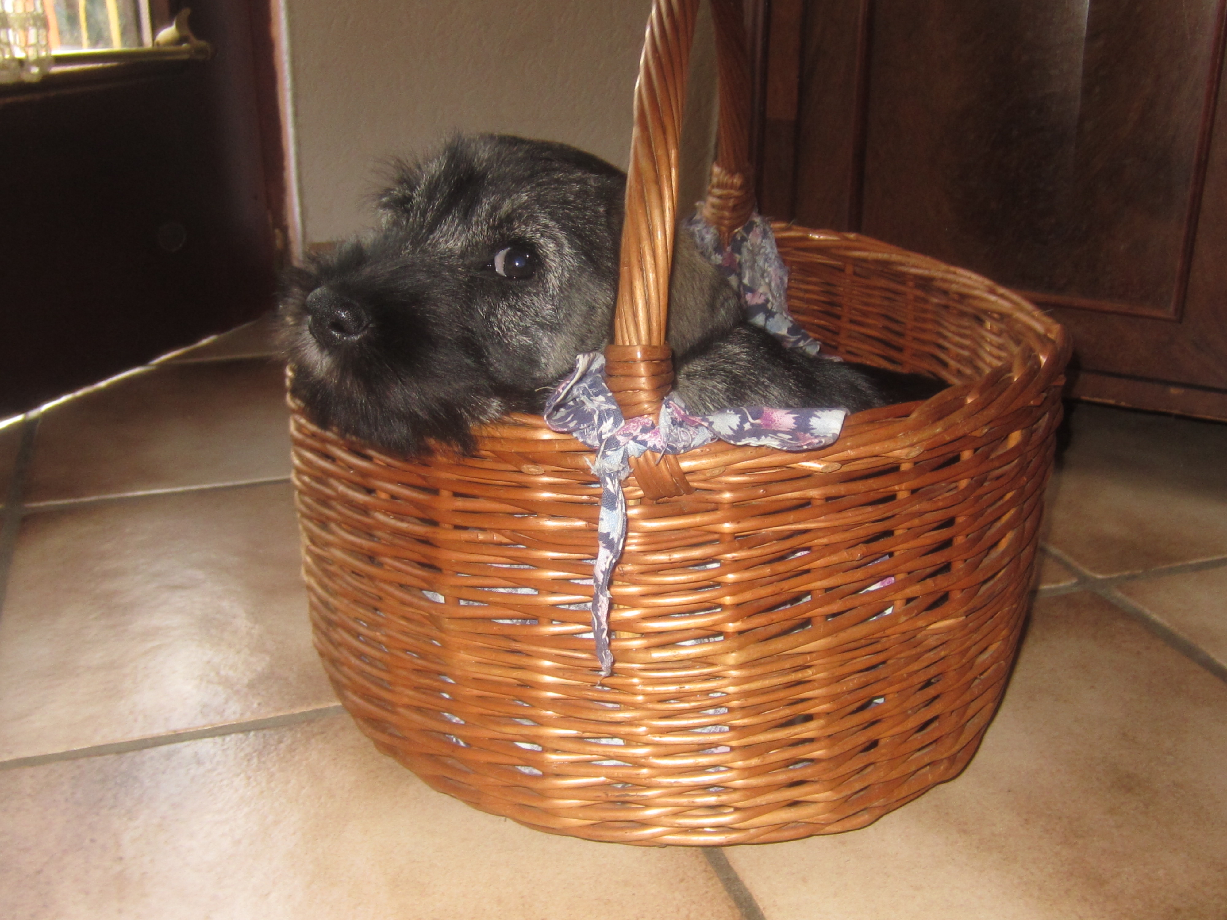 Mittelschnauzer Juniper