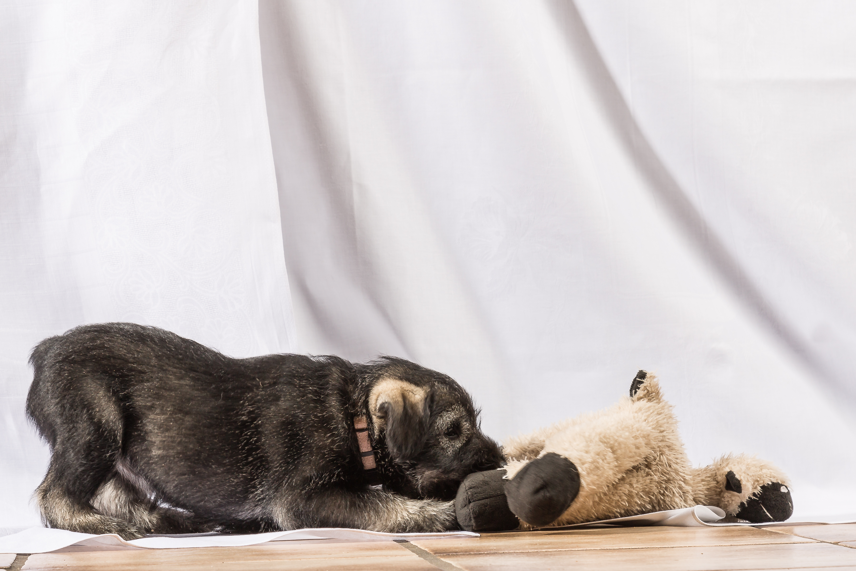 Mittelschnauzer Welpe Jule