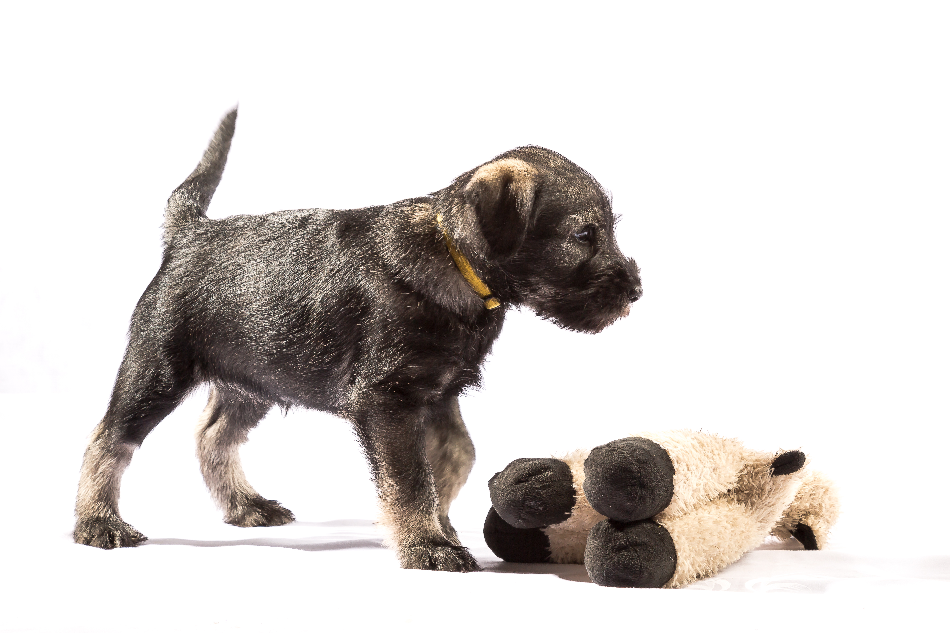 Mittelschnauzer Welpe Juniper