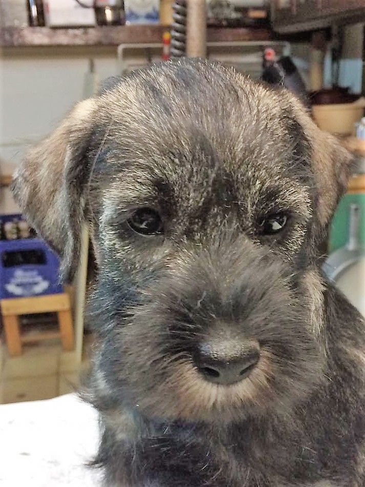 Mittelschnauzer Welpe Klara
