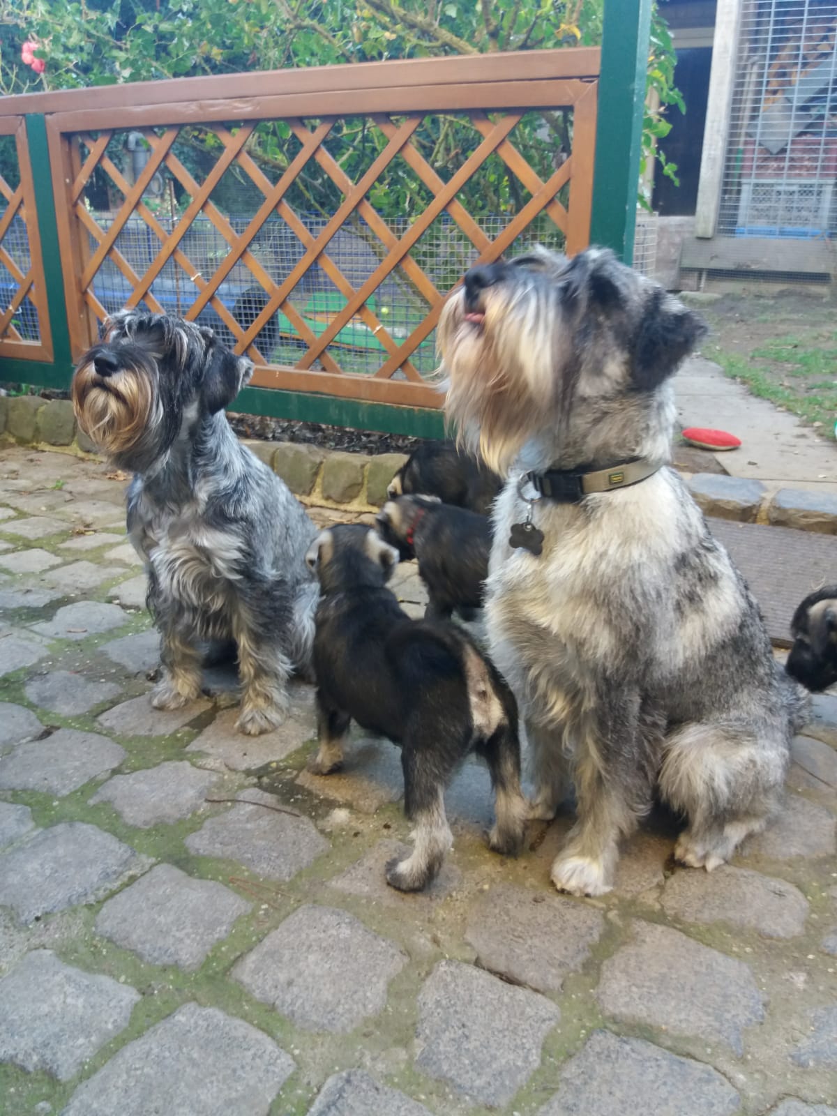 Mittelschnauzer Welpen mit Itschy und Pepper