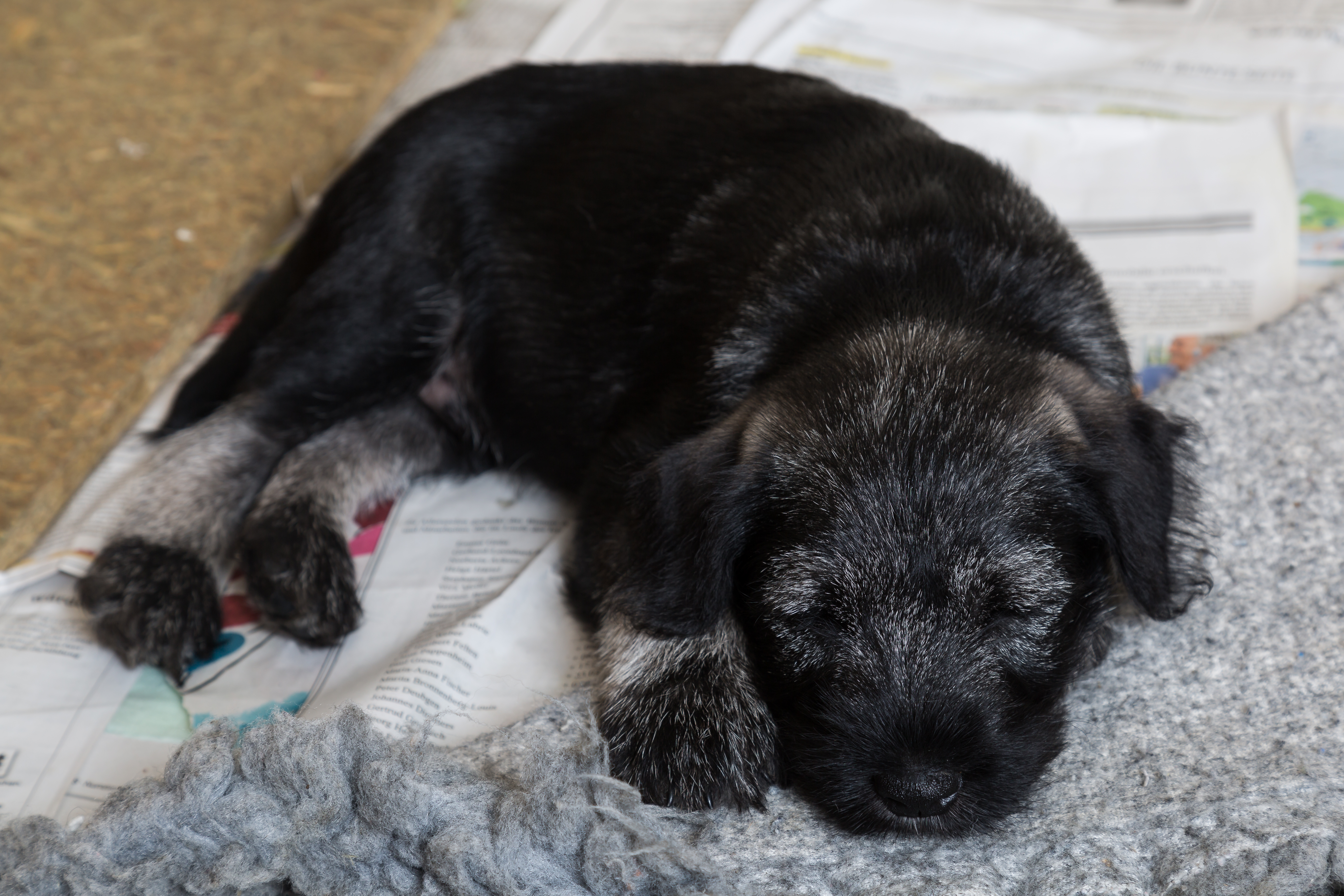Schnauzer Josepha-Klara