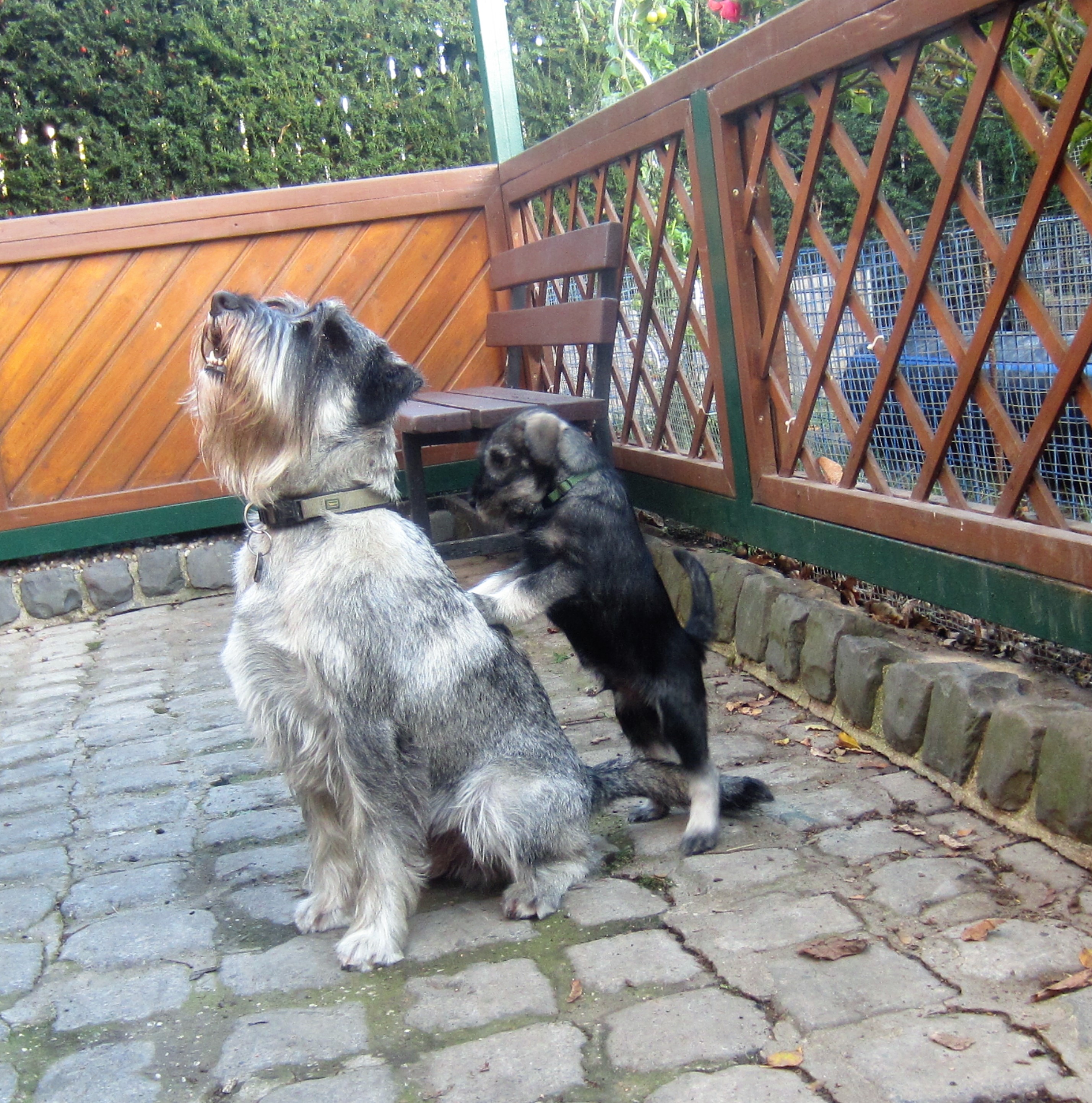 Schnauzer Pepper mit Welpe Jino