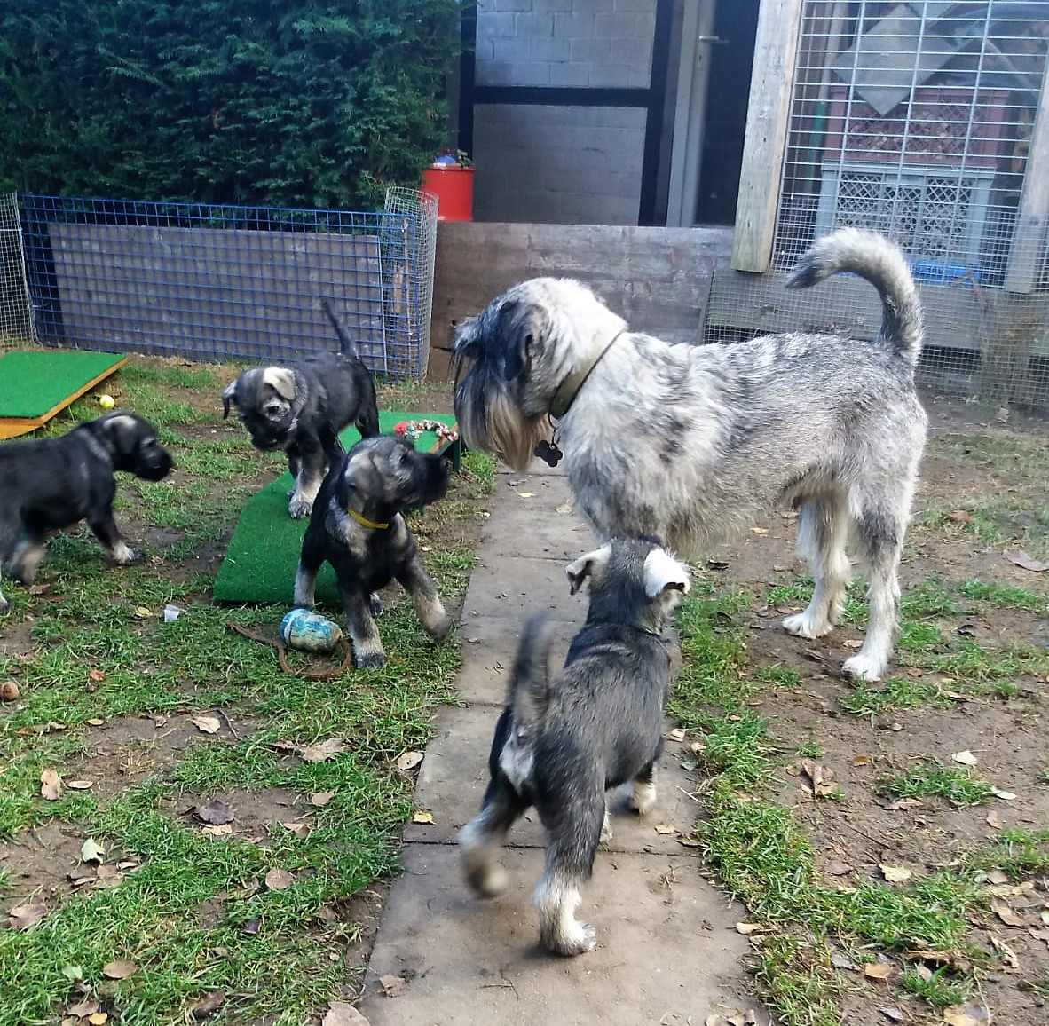 Schnauzer Pepper von der Röher-Höhe mit dem J-Wurf