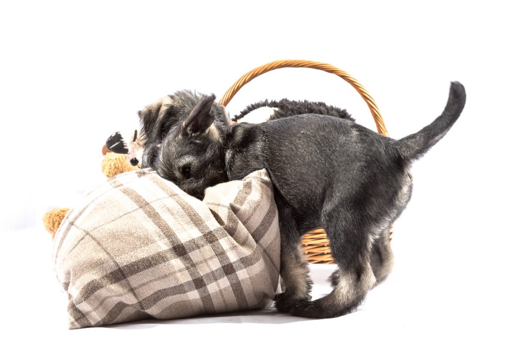 Schnauzer pfeffer-salz Jule