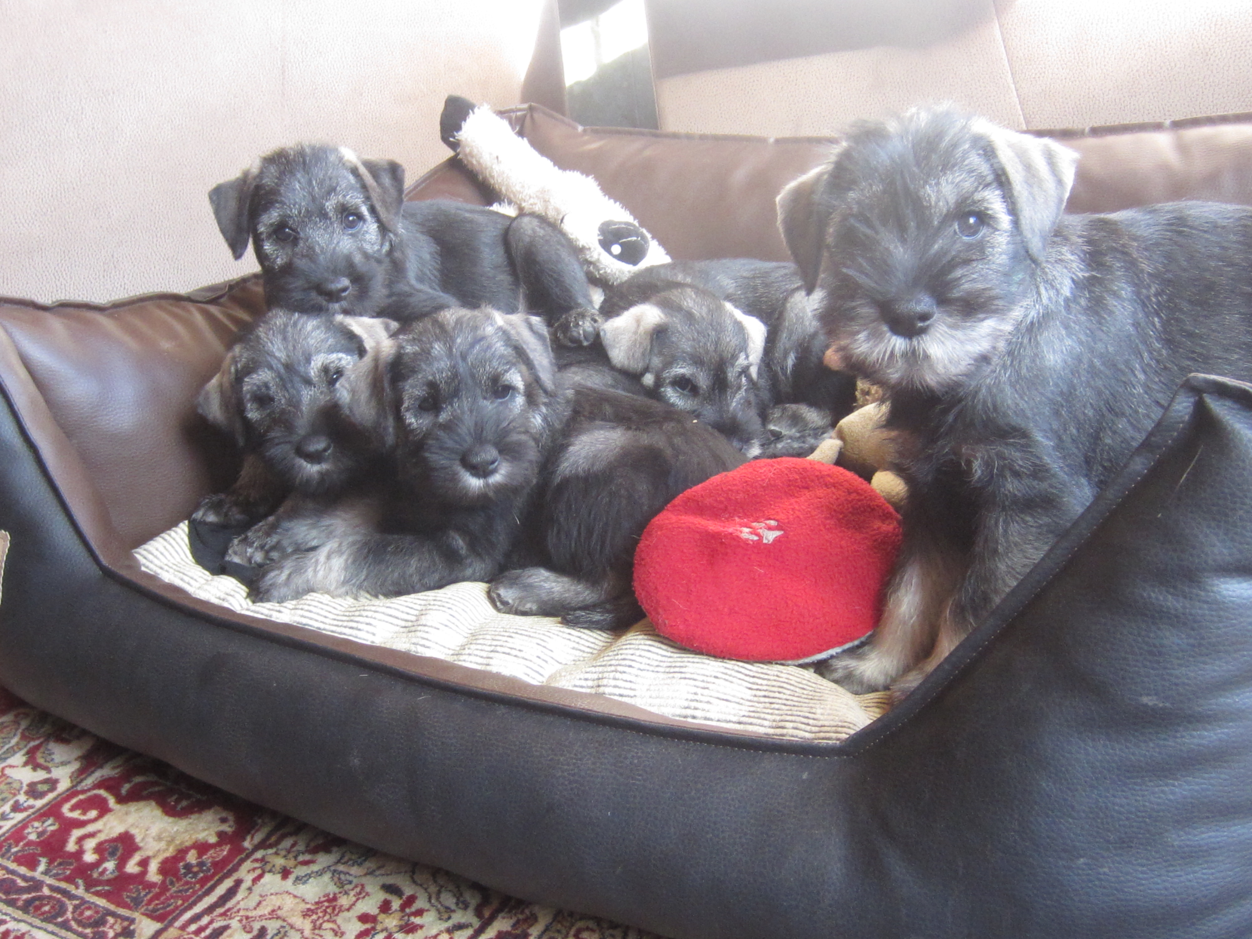Schnauzerwelpen pfeffer-salz