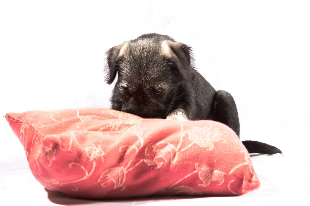 mittelschnauzerwelpe pfeffer salz J-Wurf