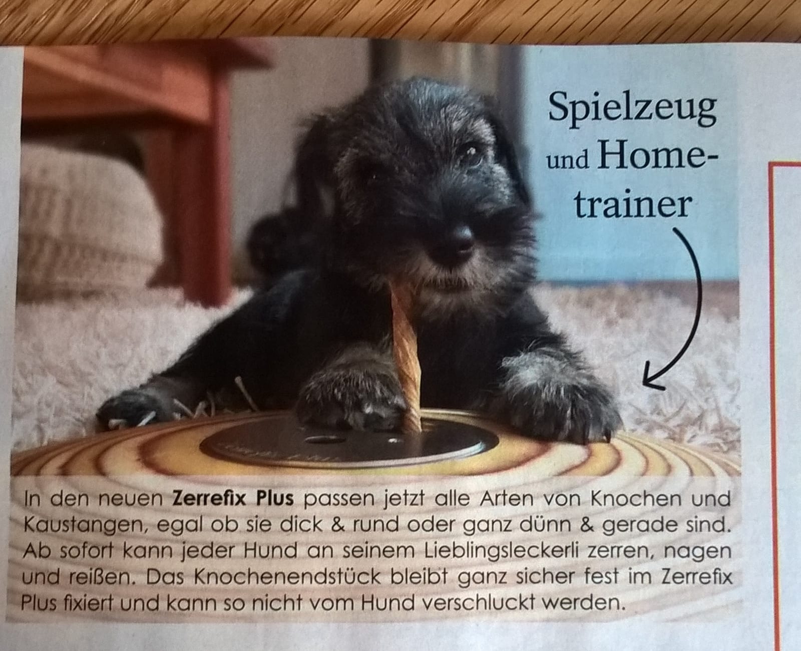 Jule , Werbung in der Hunde Welt April 2019