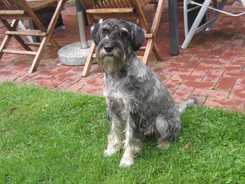 Schnauzerhündin Klara