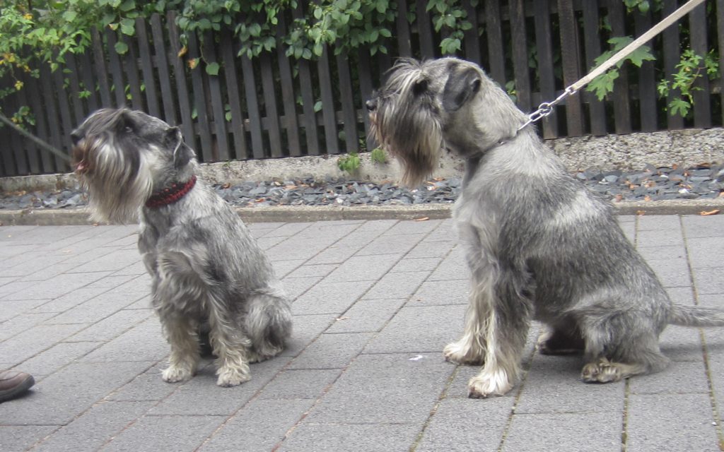 Itschy und Max