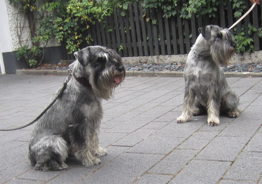 Mittelschnauzer Itschy und Max