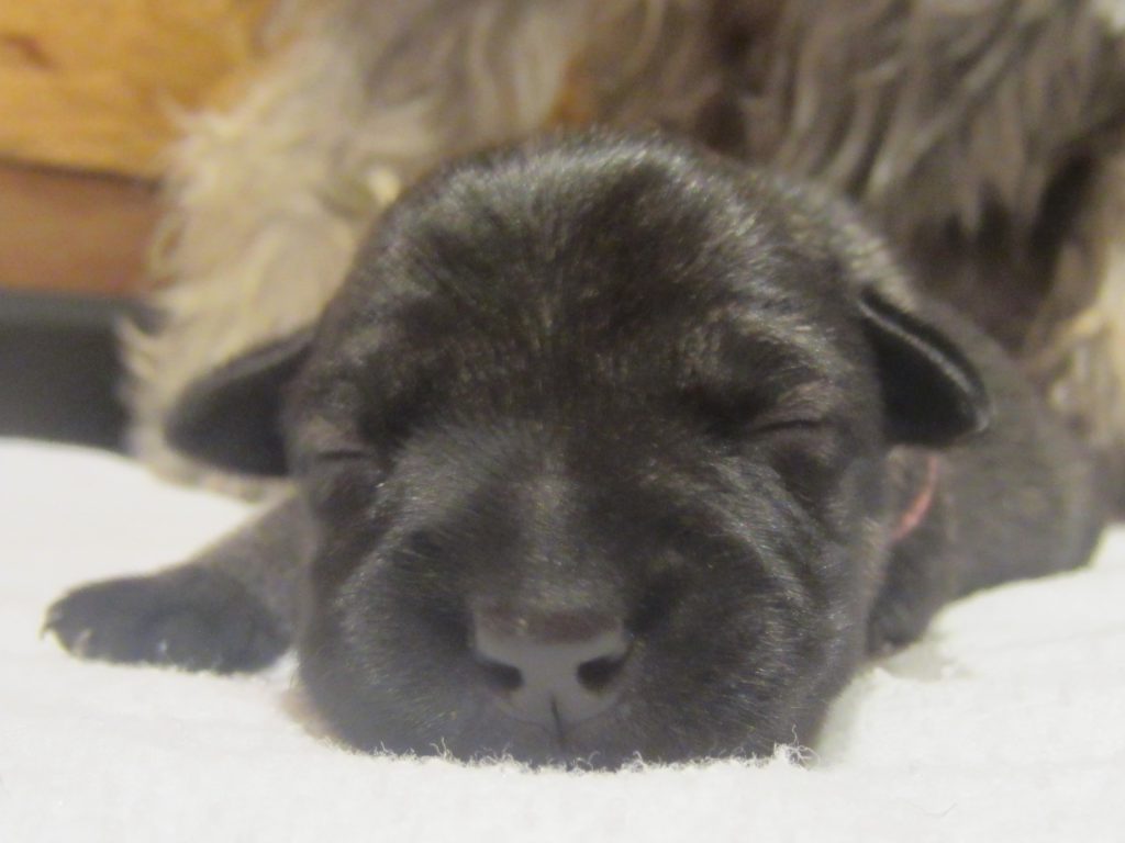 Schnauzer Hündin
