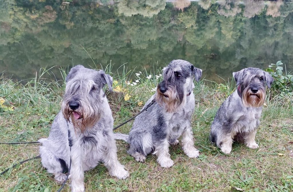 Schnauzerfamilie: Großmutter, Mutter und Kind.