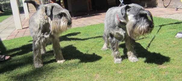 Schnauzerwelpen in Planung